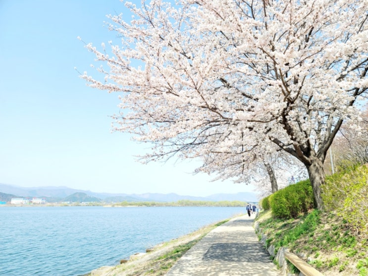  춘천 벚꽃명소/춘천 공지천 벚꽃길/스테프핫도그