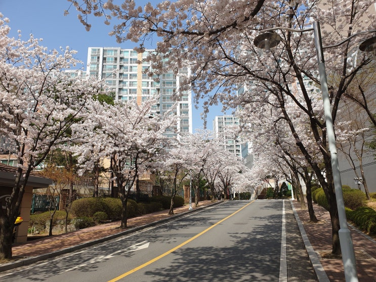 동네 벚꽃 사진
