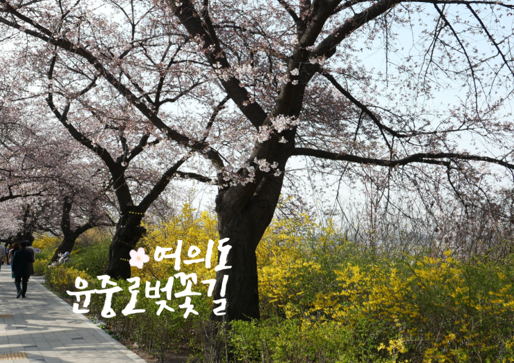  여의도 벚꽃축제 나들이 3년 만에 개방한 윤중로 벚꽃길 주차, 기간