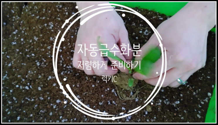  간편한 자동급수화분으로 베란다텃밭 가꾸는 요즘