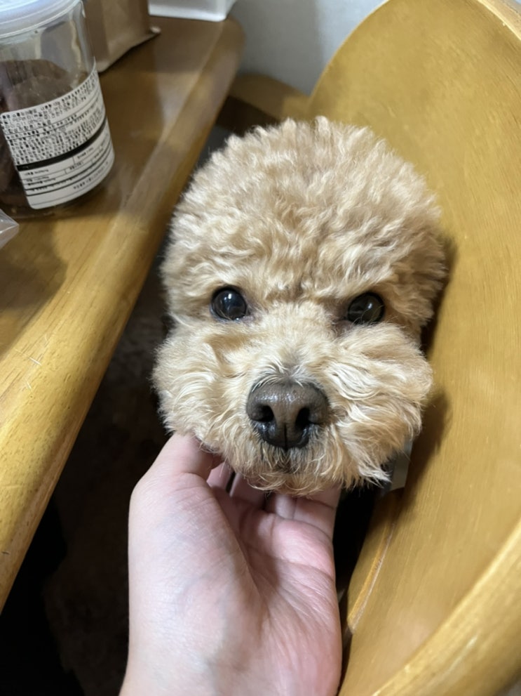  동물칭구칭긔들을 보면 기부니 조크든요