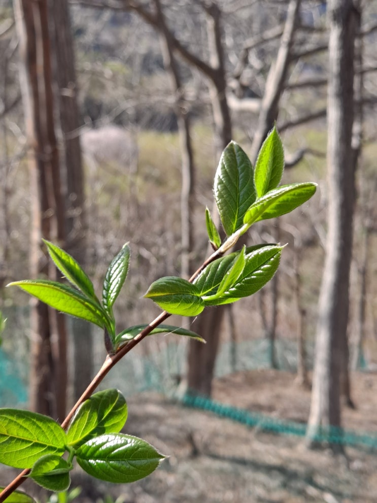  22년노각차 잎 첫 수확