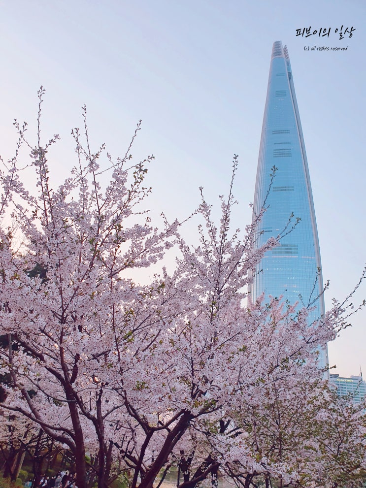  2022.04.09. 기준 석촌호수 벚꽃 현황 및 어메이징 벨리곰