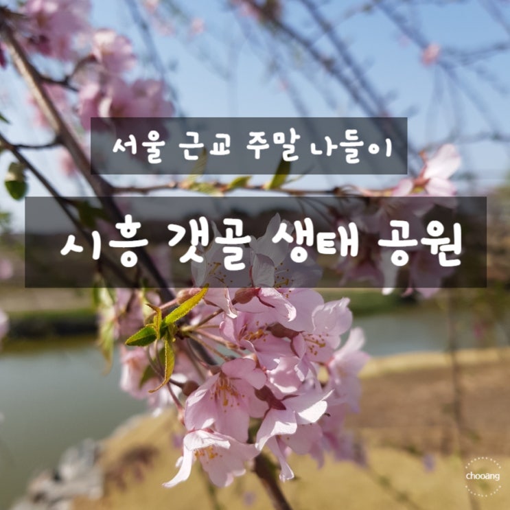  봄 소풍하기 좋은 시흥 갯골 생태 공원 (벚꽃구경/강아지산책/주말데이트)