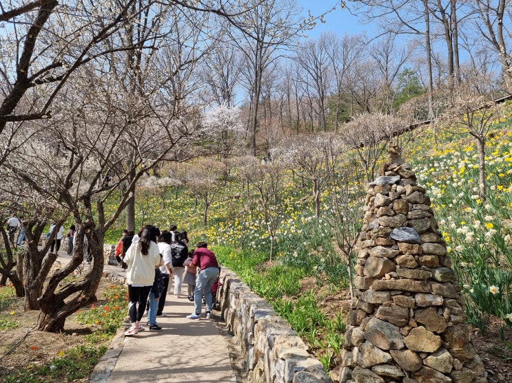 [곤지암 리조트 화담숲] 벚꽃 축제 2022.04.10. 일요일.