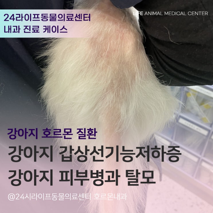 대구 강아지 호르몬 질환 전문 : 강아지 갑상선 기능저하증, 강아지 피부병 탈모 치료 대구24시동물병원 라이프동물의료센터