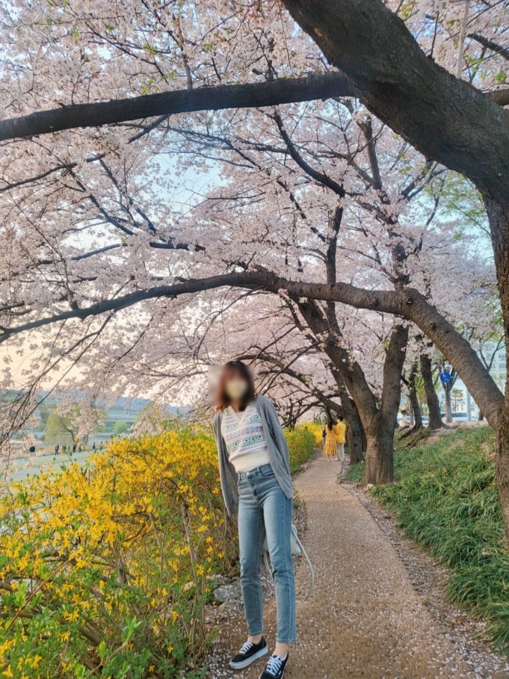  분당구 보건소 앞 탄천 벚꽃 나들이 (성남 벚꽃 9경)