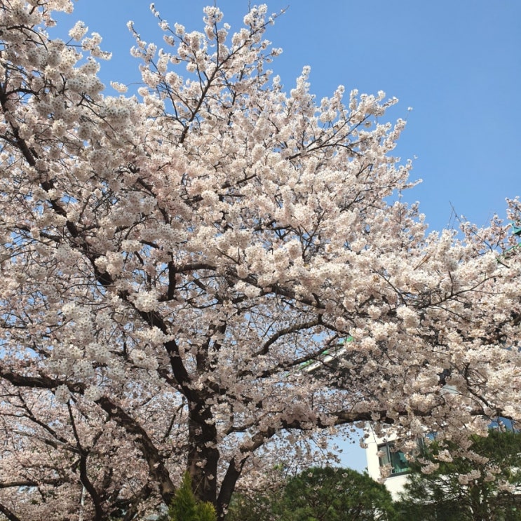  과천경마공원 렛츠런파크 벚꽃놀이, 명소.