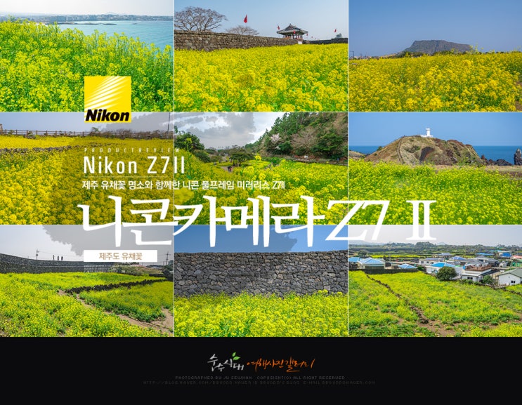  니콘 카메라추천 풀프레임 미러리스 Z7II와 함께한 제주 유채꽃 명소