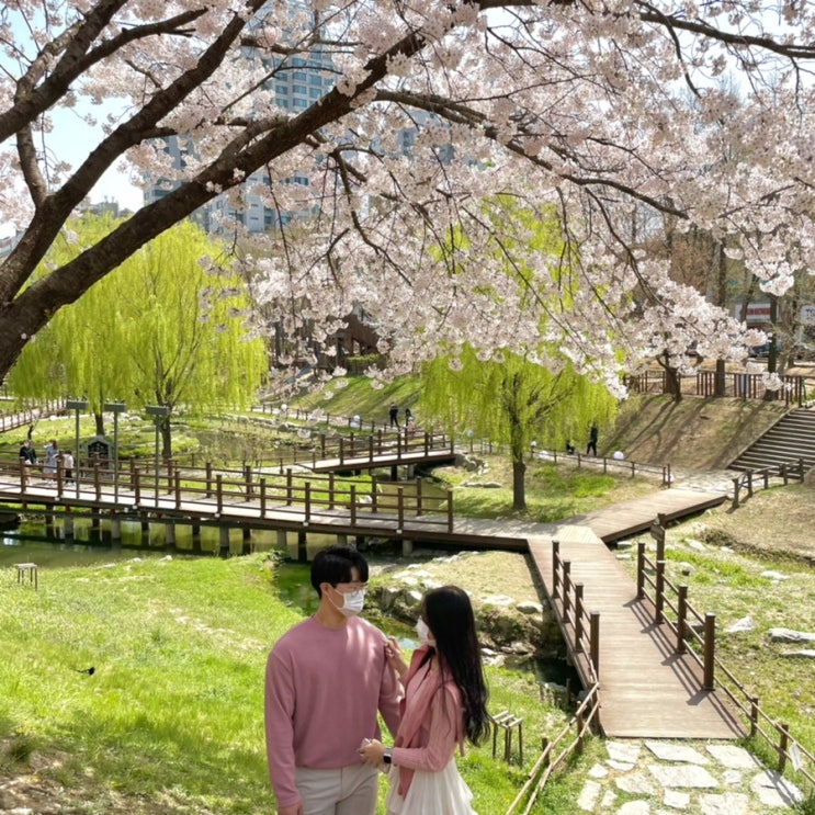 [봄] 반월 놀이공원 벚꽃/ 굴포천 벚꽃/ 인천 벚꽃 명소