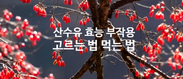  산수유 효능 부작용. (ft. 고르는 법 먹는 방법) 씨를 제거해서 말린 건산수유