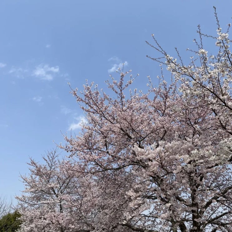  [서산 강아지 산책로] 해미천  벚꽃이 예쁜 서산 강아지 산책로