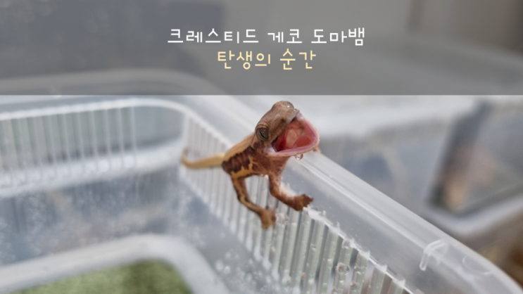  크레스티드 게코 도마뱀 탄생의 순간