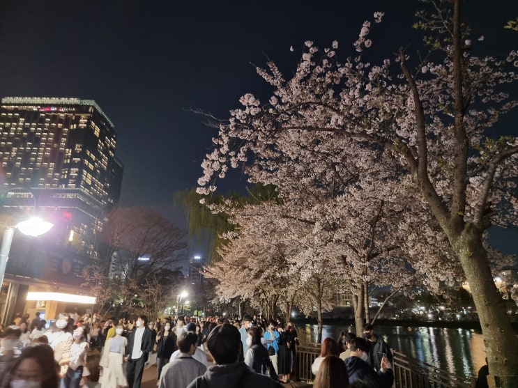 [석촌호수] 벚꽃 축제 야간 저녁 방문 2022.04.09. 토요일.