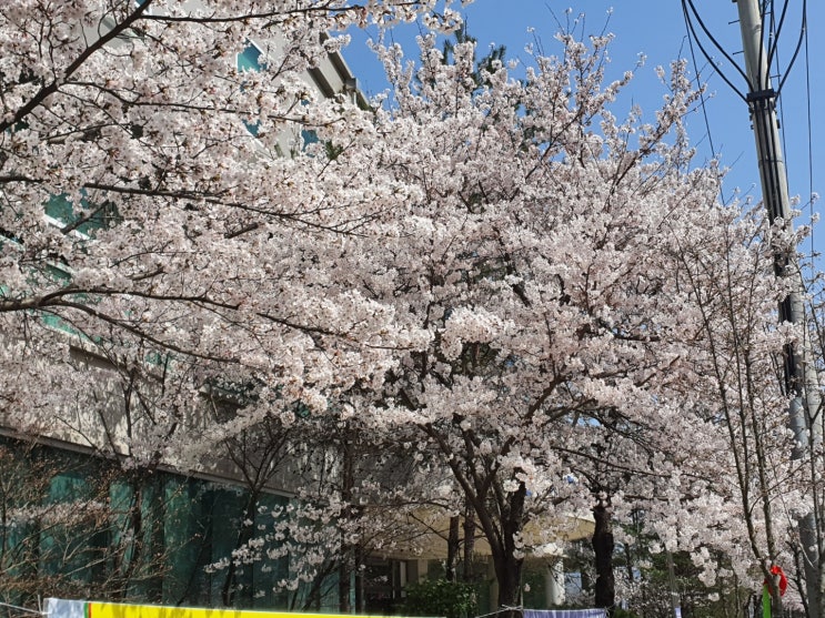 소소하지만 일상의 작은행복, 관곡지 (연꽃테마파크) 봄나들이 벗꽃과 저어새와 함께...