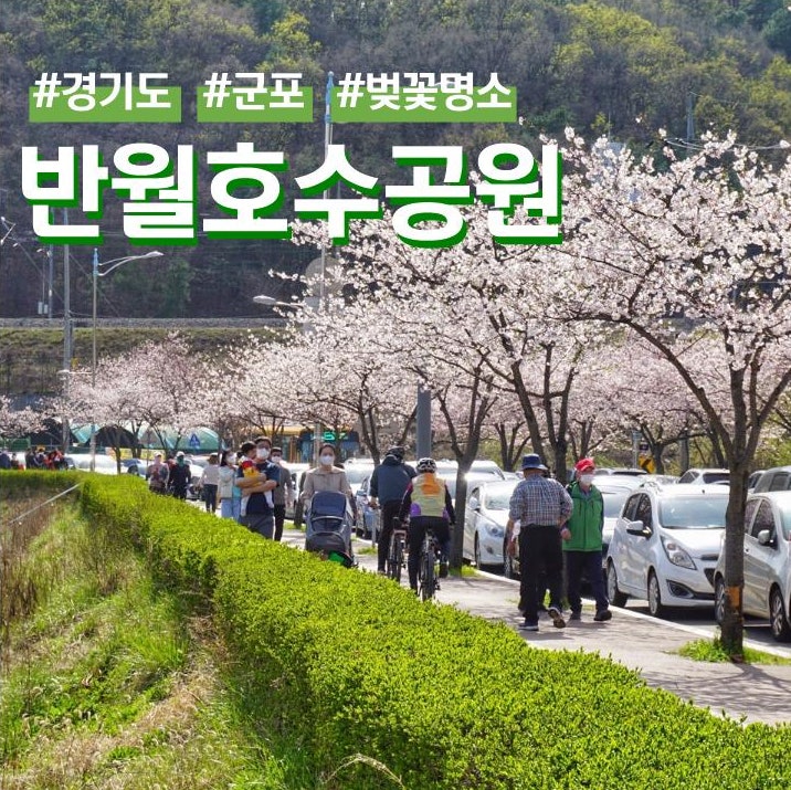 경기도 군포 벚꽃명소 반월호수공원 피크닉 (ft. 주차장)