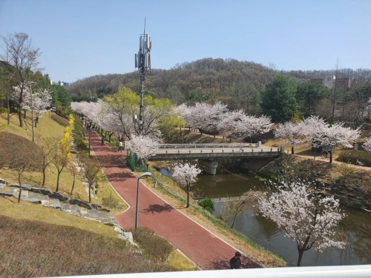  천안아산 벚꽃 구경 - 숨겨진 천안아산 벚꽃놀이 핫플레이스 삼성고 산책길(가락바위소류지)