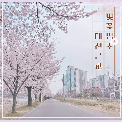 [대전]대전 근교 직접 다닌 벚꽃놀이 명소 솔직리뷰