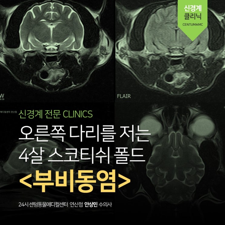  오른쪽 다리를 저는 4살 스코티쉬 폴드 <부비동염> (부산 고양이 신경계 동물병원, 24시 센텀동물메디컬센터 연산점)