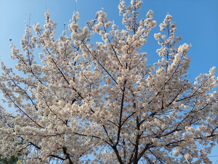  미련한 참을성. 작년부터 오른쪽 복부 통증.(삘삐리) (설사 )힘들었는데 참고 견디어낸 부분 한 달 사이 통증이 심해진 부분 오늘 병원 다녀옴