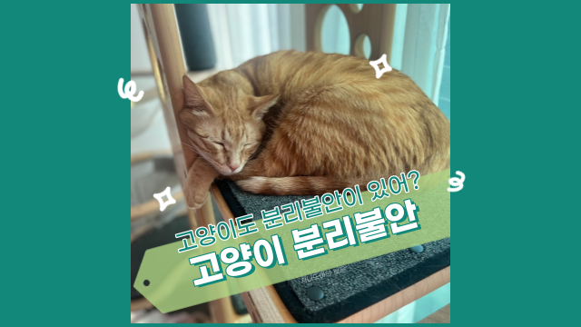 고양이 분리불안 증상과 해결 방법 알아볼까요?