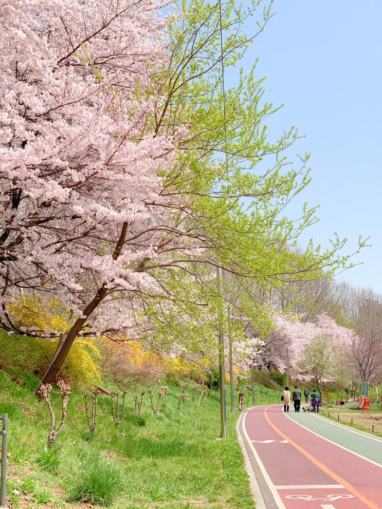 서울 벚꽃 명소, 양재 시민의 숲 여의천 벚꽃 