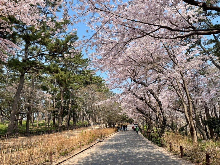  울산 동구 꽃구경 : 울산 봄꽃 벚꽃과 유채꽃 구경하러 대왕암공원과 슬도