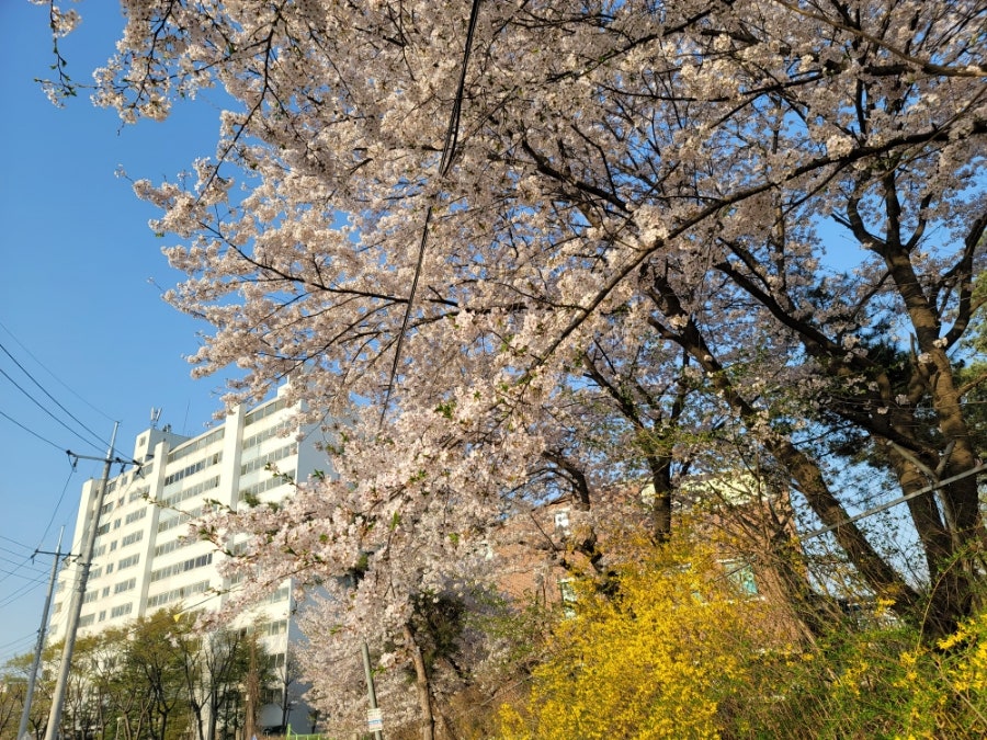 팔현만두 본점 사진 6