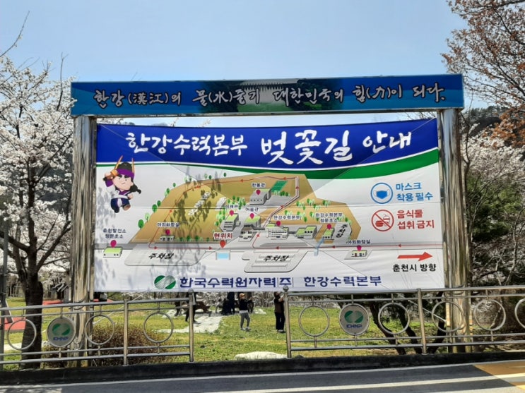  한강수력원자력/춘천댐 벚꽃길 개방 4월17일까지입니다. 서두르세요~