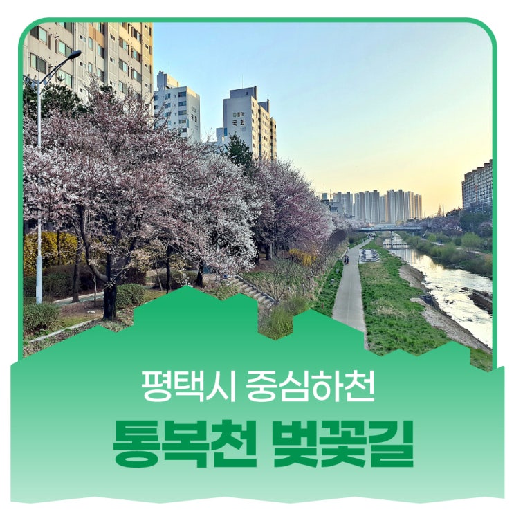 <b>평택</b>의 봄 1편…<b>평택</b>시 중심<b>하천</b> 통복천 벚꽃과 봄 길.