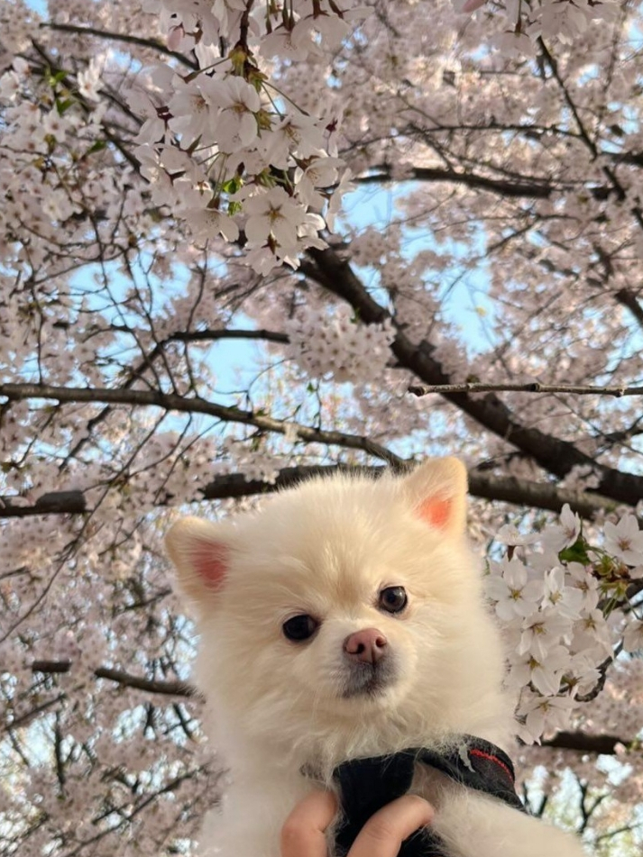  강아지와 벚꽃놀이하기 좋은 서울숲, 벚꽃놀이 시 주의사항