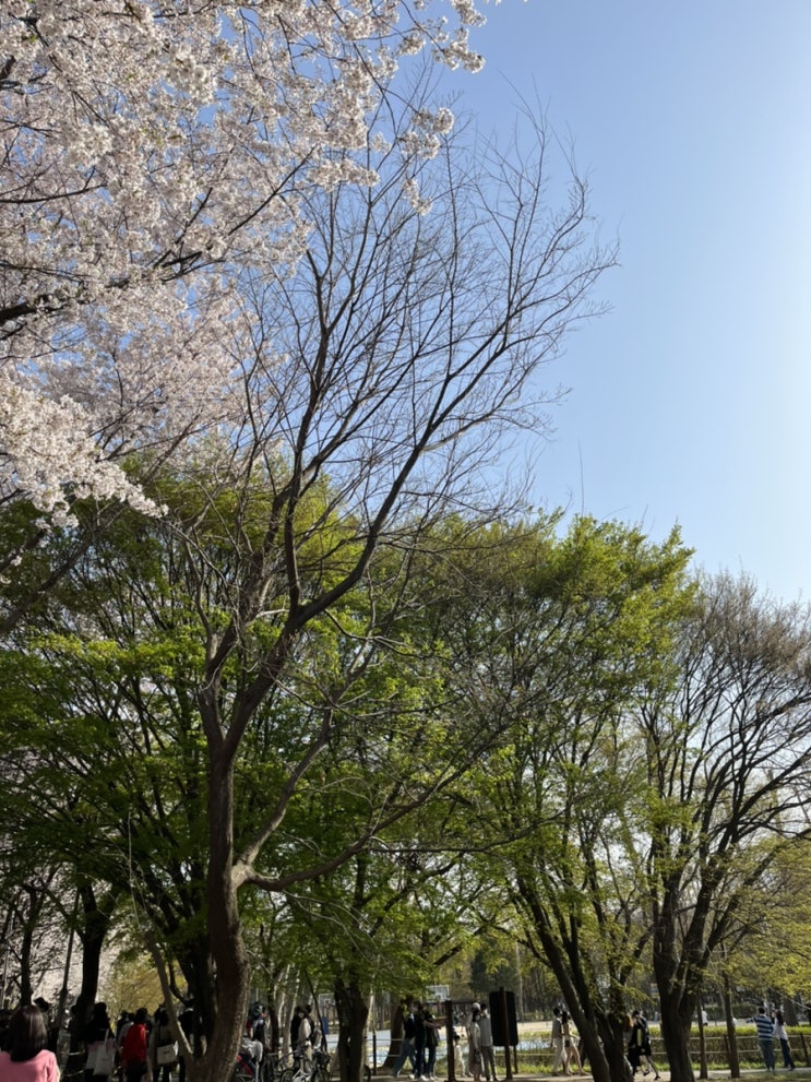  양재천 시민의 숲, 양재천 근린공원 꽃구경 (사람 적은 시간, 인파 수준)