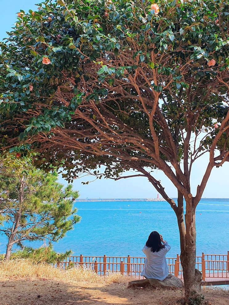 3월 말 거제여행, 거제 학동 내촐 유채꽃밭 그리고 거제 다대포항 핑크동백