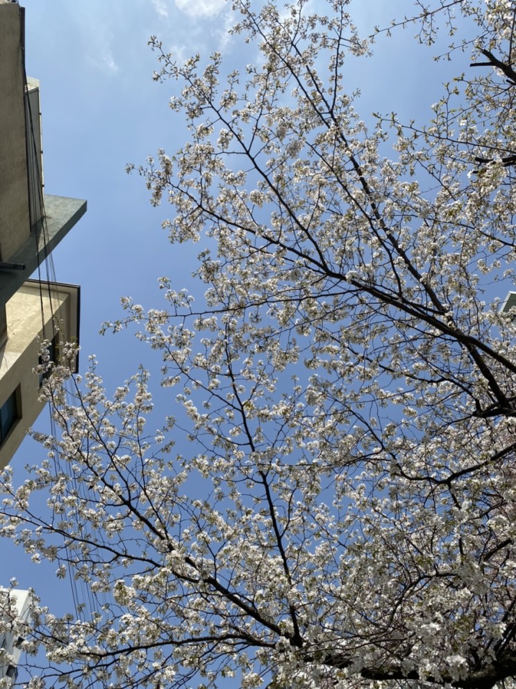 [Street] 세기말의 전성기 방배카페골목과 벚꽃길