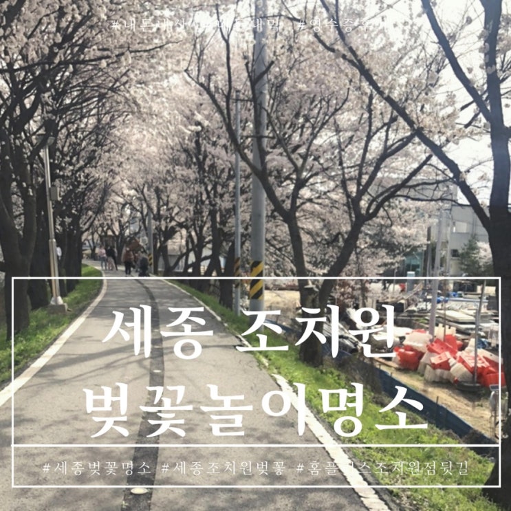  세종 조치원 조천변 벚꽃 세종 벚꽃성지 추천해요.