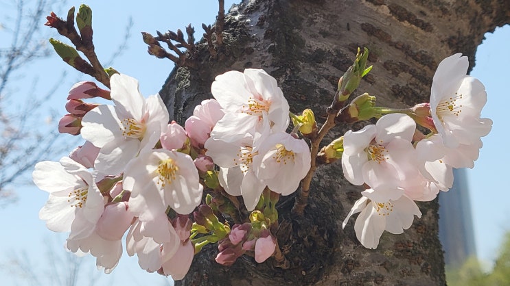  삼성전자 배당금 지급일 언제일까요?