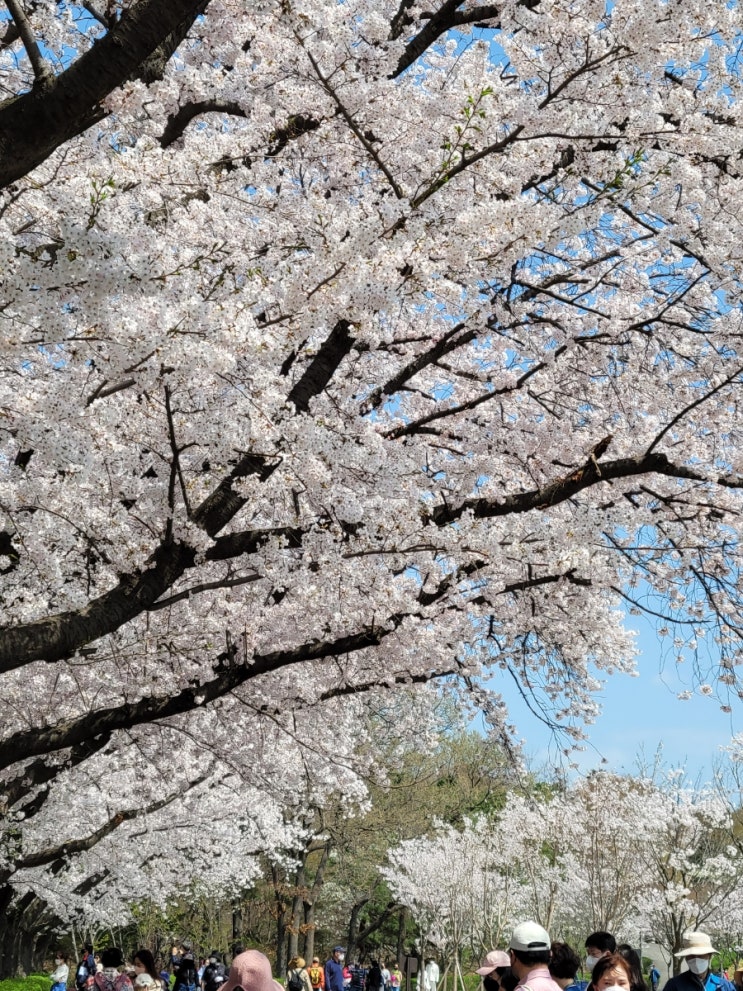  과천 서울대공원 벚꽃 만개 [4.11]