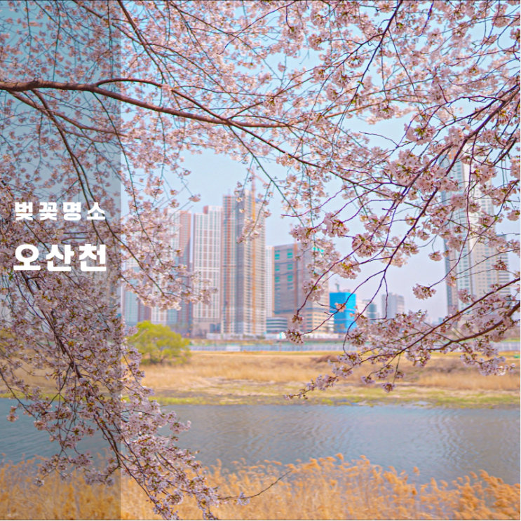화성 동탄 벚꽃 명소 오산천 후기 노작마을 공영주차장 꿀팁