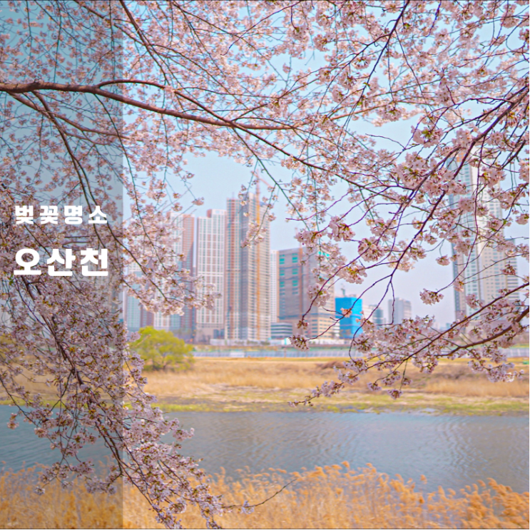  화성 동탄 벚꽃 명소 오산천 후기 노작마을 공영주차장 꿀팁