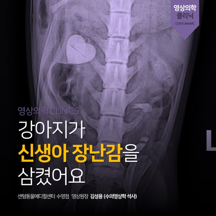  장난감을 잘못 삼킨 우리집 강아지 / 이물 검진에서 제거까지 (부산 센텀동물메디컬센터 수영점)