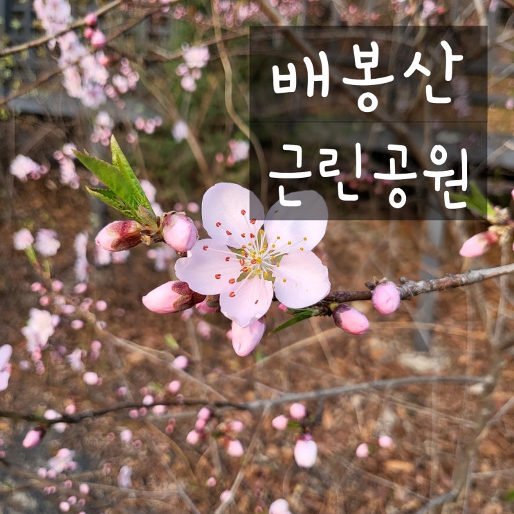  배봉산근린공원 가벼운산책코스 추천_ 지금 그곳엔 벚꽃이 피었을까요(5탄)
