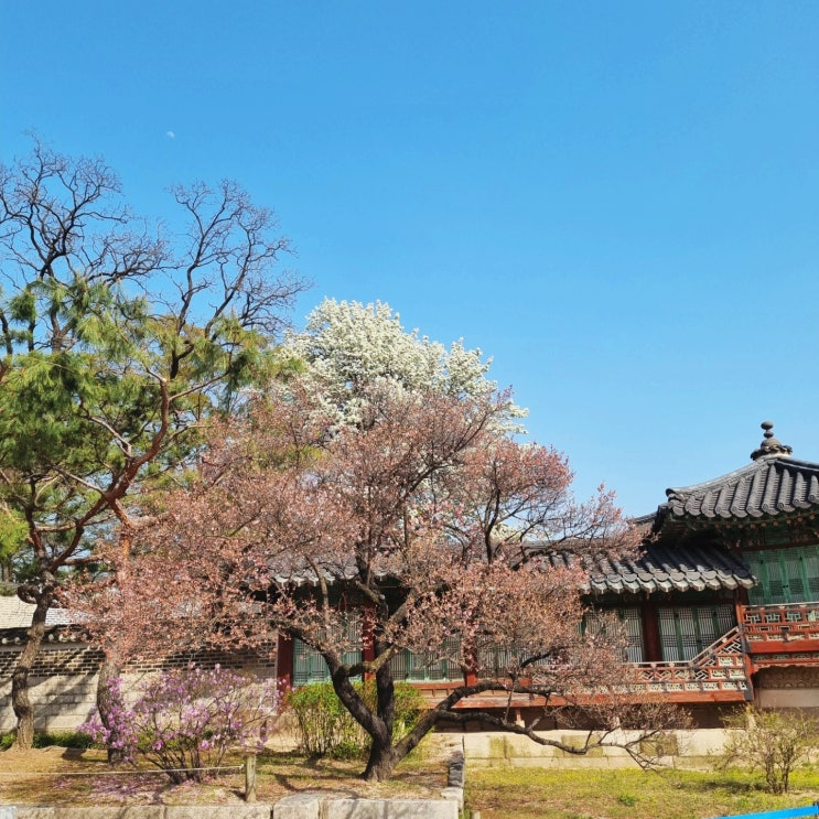 창덕궁 홍매화 구경, 현장 입장 방법(티켓 구매 팁) 창덕궁 홍매화 구경, 현장 입장 방법(티켓 구매 팁)
