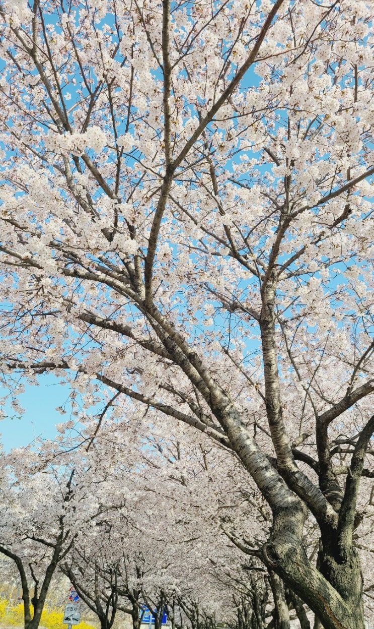 안양천 벚꽃 봄나들이 및 서울 벚꽃 명소 80