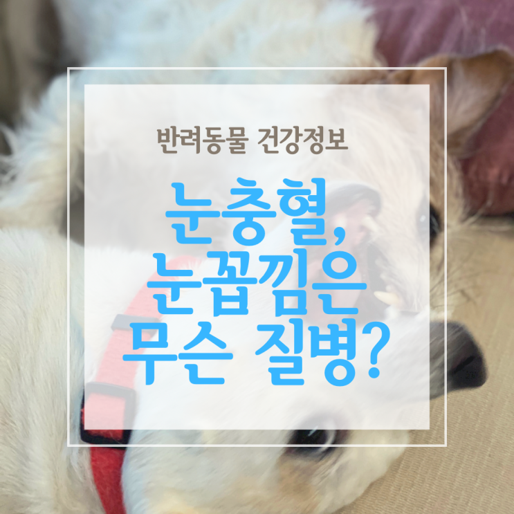  강아지 눈충혈되고 눈꼽 낄 때는   결막염, 안충, 녹내장 의심!