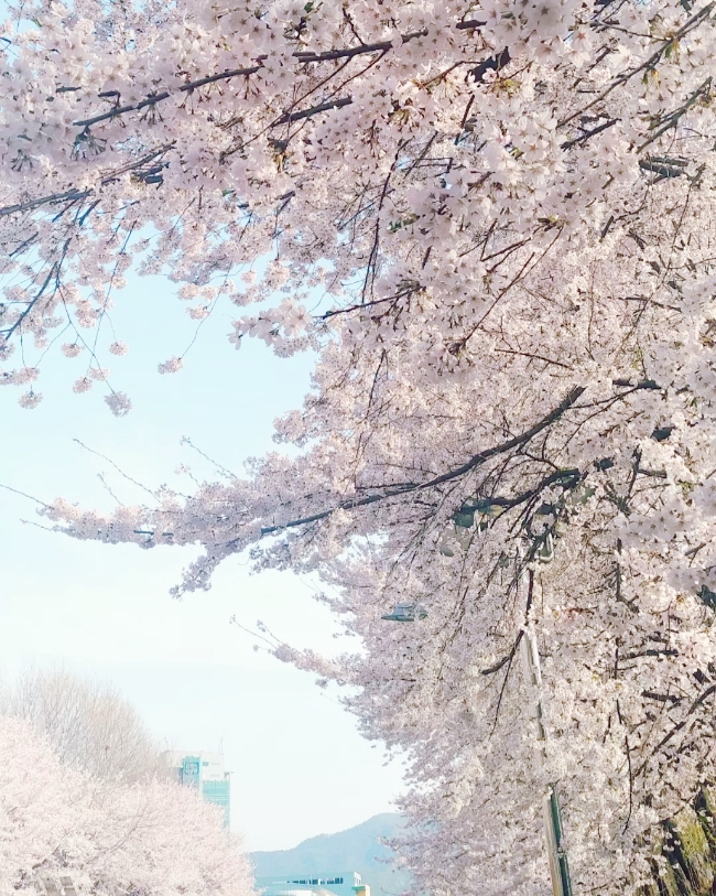  양재천 벚꽃길, 벚꽃 만개했던 주말 나들이