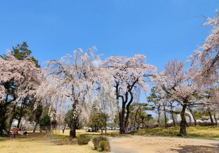  서울 국립현충원 벚꽃 서울 벚꽃 명소 현충원의 수양벚꽃은 다르다 ️