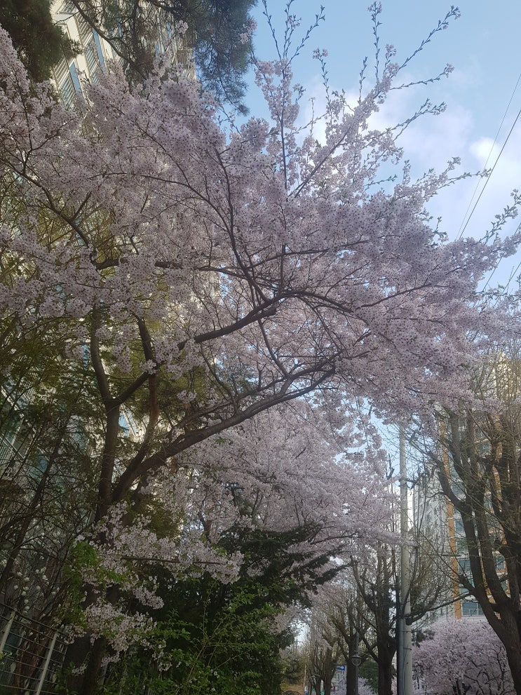  벚꽃은 역시 집 앞에서 보는 게 최고!