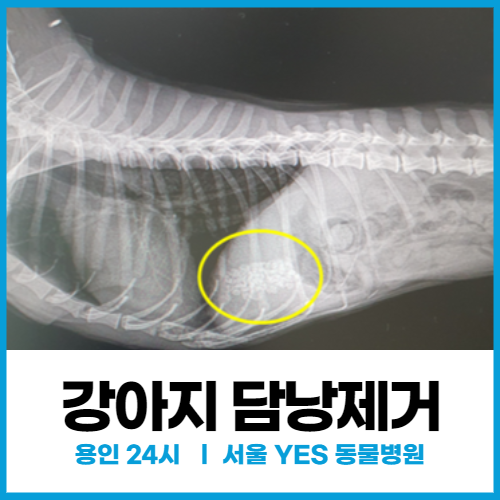  [외과] 용인동물병원, 강아지 담낭제거, 강아지 황달 (담낭염, 담낭 내 결석)