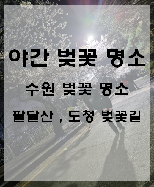  야간 벚꽃 명소 수원 벚꽃 명소