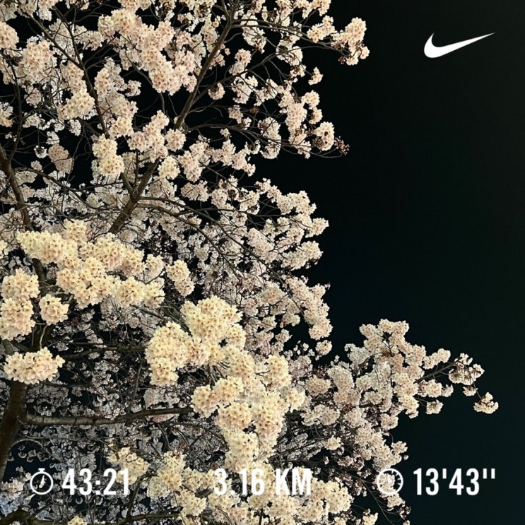  중랑천 벚꽃 산책길 I 걷기실천 챌린지 c️